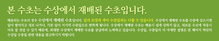 (후경수초) 알테난데라 로잔 네르빅 3촉 3,000원 - 피알피쉬 펫샵, 관상어용품, 장식품, 수초 바보사랑 (후경수초) 알테난데라 로잔 네르빅 3촉 3,000원 - 피알피쉬 펫샵, 관상어용품, 장식품, 수초 바보사랑